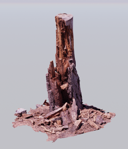 Pine Stump 01 preview image